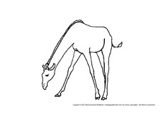 Giraffe-1.pdf